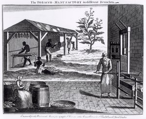 Die Tabakfabrik in verschiedenen Zweigen, graviert für das Universal Magazine, 1750 von English School